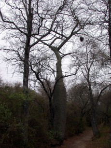 Lahvovnk - typick strom v Chaco.