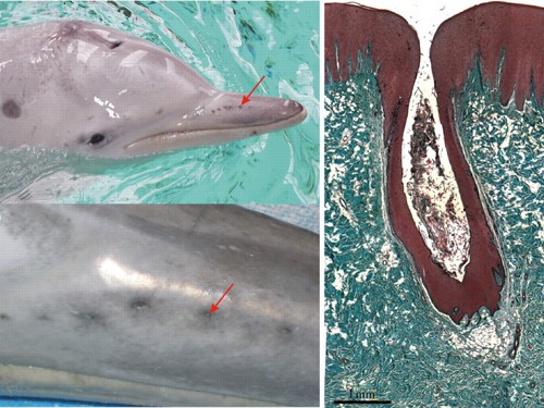 Orgány delfína brazílskeho citlivé na elektrické pole