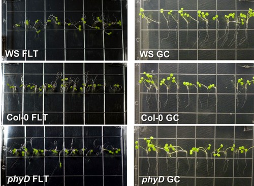 Růst kořenů Arabidopsis thaliana na světle. Nalevo ISS, napravo povrch.