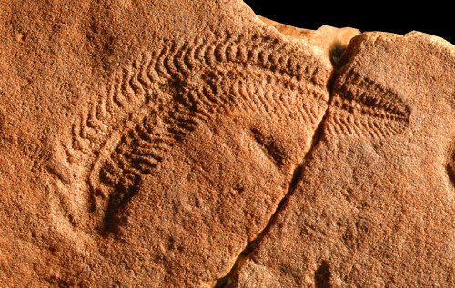 Fosilie Sprigginy, ediakarského tvora, který dorůstal do velikosti 3 až 5 cm