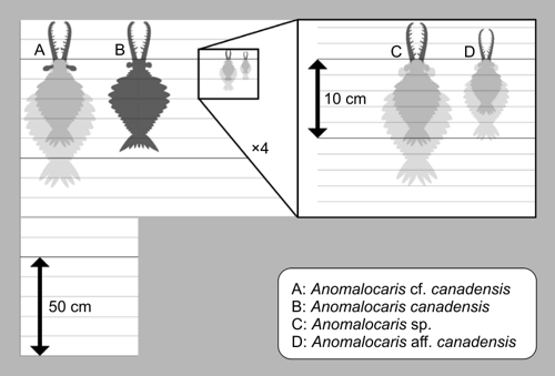 Srovnání velikosti různých poddruhů Anomalocaris
