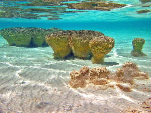Stromatolity jsou nejstarší mikroskopické organizmy na Zemi