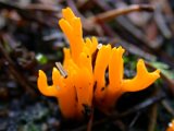 1_nature