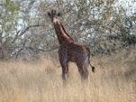 Kruger National Park