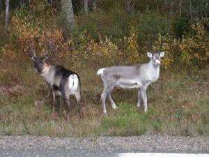 Reindeers