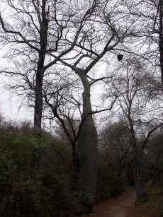 Bottle tree, a typical tree in Chaco.