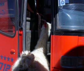 Una vicuna examina nuestro autobs