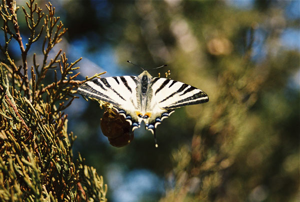 nature_0014