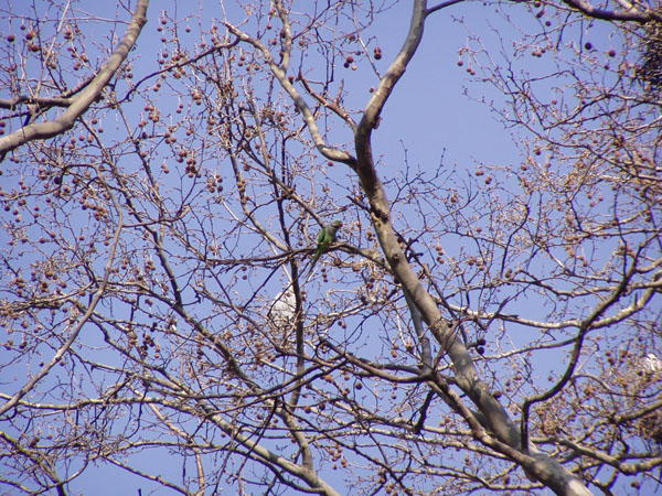 nature_0018