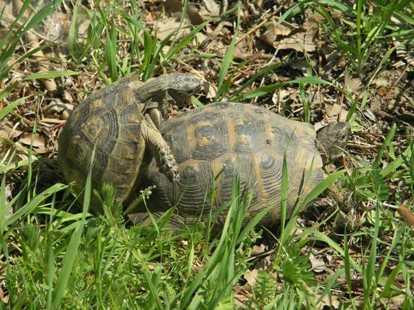 nature_0032