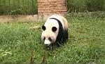 Xian_Panda_1