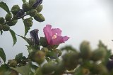 Priroda_10