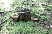 IMG_8319