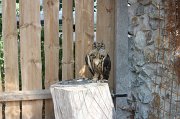 IMG_0860