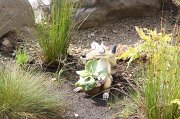 IMG_0866