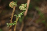 IMG_1290