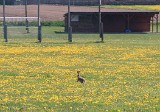 IMG_1312