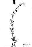 maliri_16