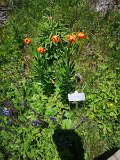 IMG_20230715_132751