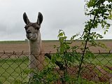 lama