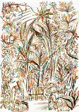 11_jardin_botaniques