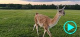 vid-lama-1