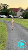 vid-lama-2