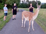 lama