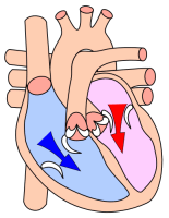 diastole