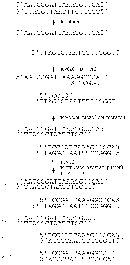 PCR