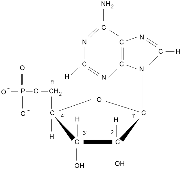 Ribonukleotid 