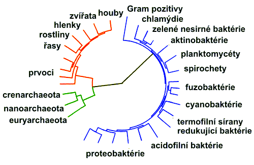 Strom života