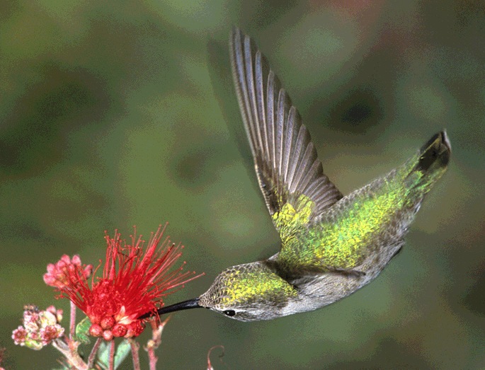 Skutečný kolibřík