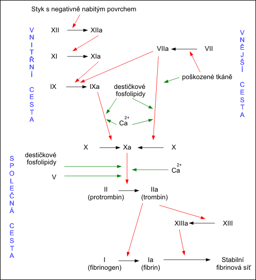 Klasický mechanizmus hemokoagulace