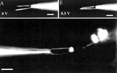 Nanopinzeta vyrobená na Harvardu