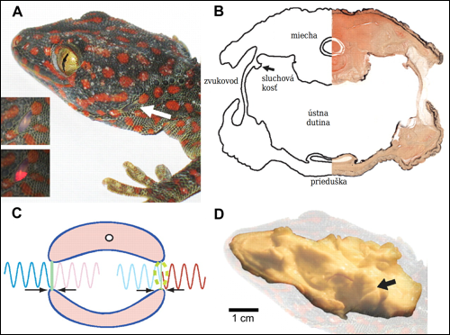 Anatómia uší gekóna Gekko gecko