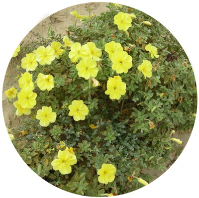 Oenothera drummondii