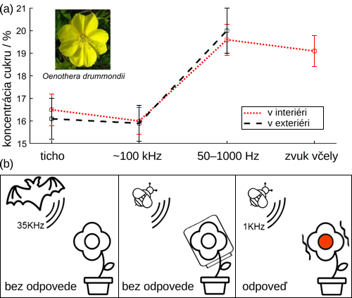 Kvety pupalky odpovedajú na zvuky opeľovačov