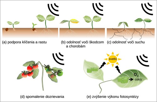 Zhrnutie vplyvu rôznych zvukov na rastliny