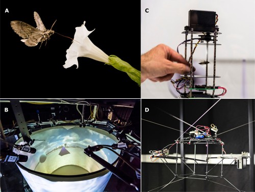 Experimentální sestavy pro výzkum létajícího hmyzu