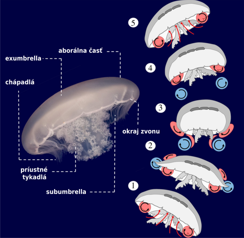 Anatómia medúzy a znázornené víry vytvárané medúzou pri pohybe