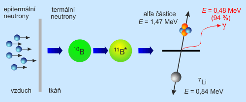 Reakce probíhající při BNCT