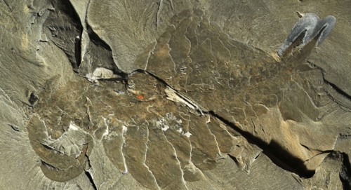 Fosilie Anomalocaris (poddruh Canadensis)