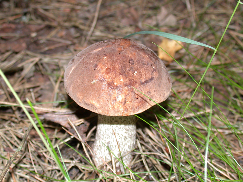 DSCN3477