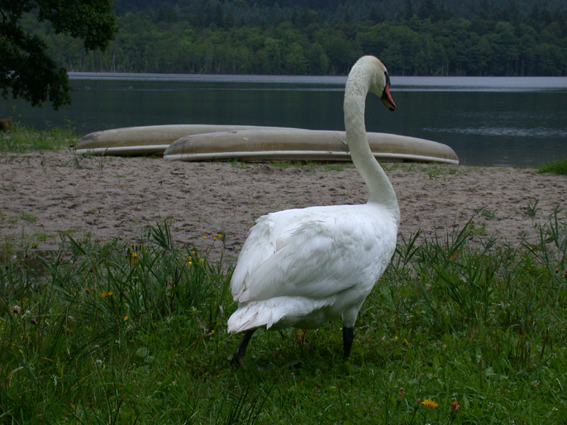 DSCN4216