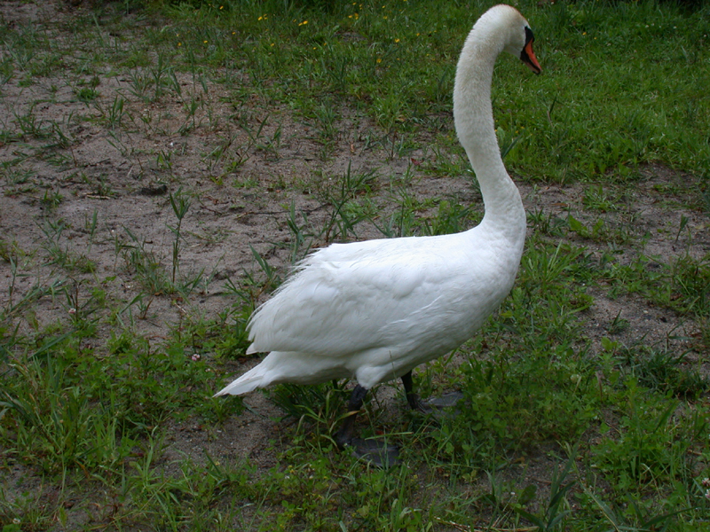 DSCN4226