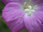 DSCN3467